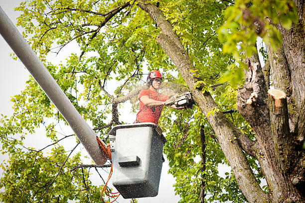 Best Affordable Tree Service  in USA